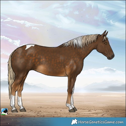 Horse Color:Chocolate Palomino Tobiano Rabicano 