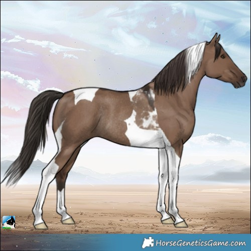 Horse Color:Liver Red Dun Tobiano Rabicano 