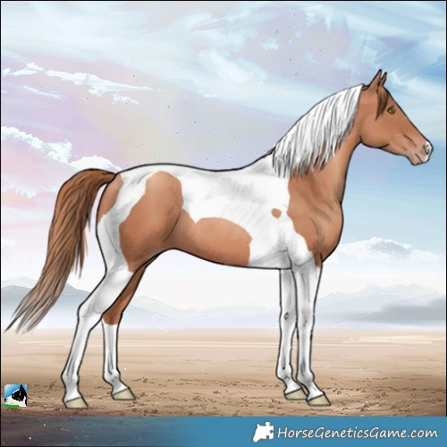 Horse Color:Gold Champagne Tobiano 