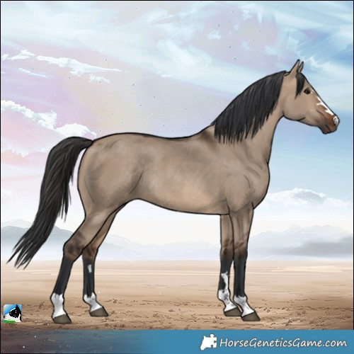 Horse Color:Brown Dun Rabicano 