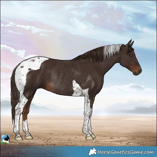 Horse Color:Liver Chestnut Tobiano Rabicano 