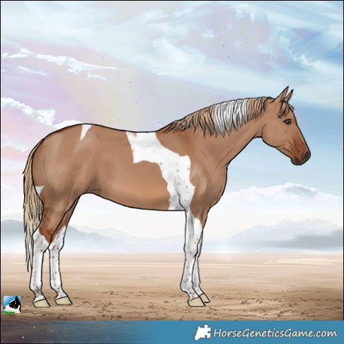 Horse Color:Red Dun Tobiano 