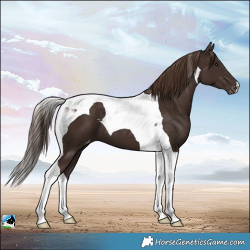 Horse Color:Liver Chestnut Tobiano Appaloosa 