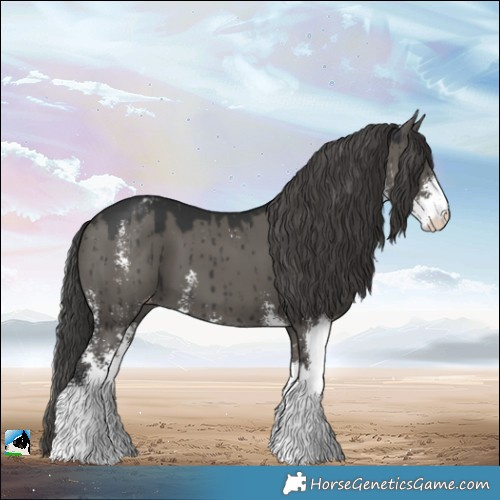Horse Color:Grullo Sabino Appaloosa Brindle 