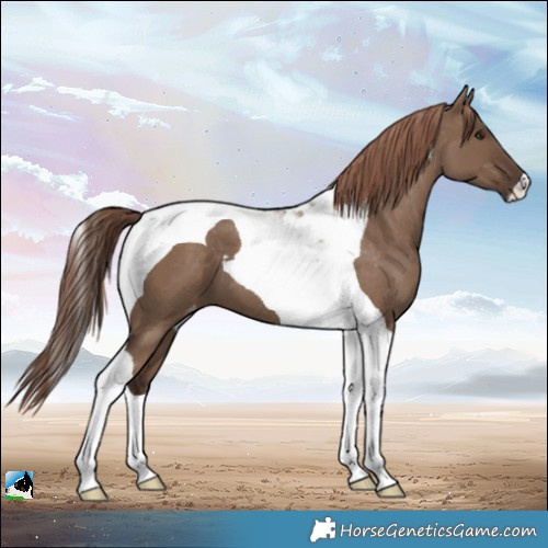 Horse Color:Liver Red Dun Tobiano Varnish 