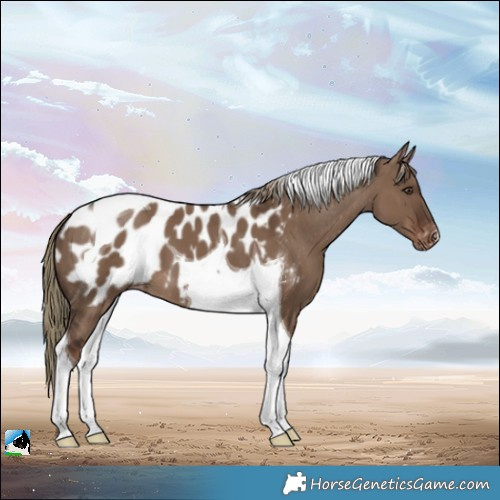 Horse Color:Liver Red Dun Tobiano Appaloosa 