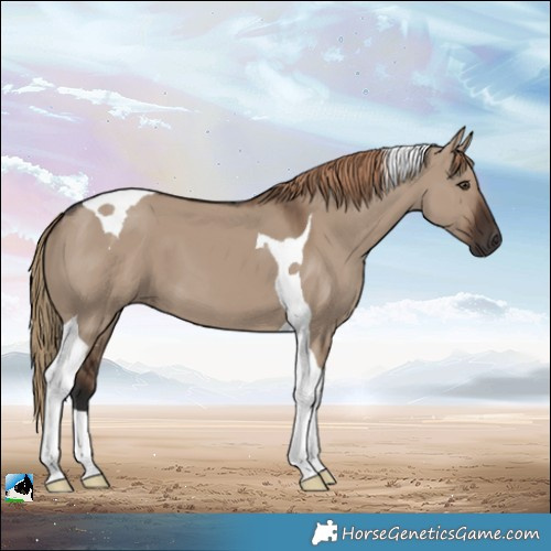 Horse Color:Liver Red Dun Tobiano
