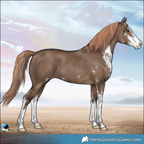 Horse Color:Liver Red Dun Sabino 