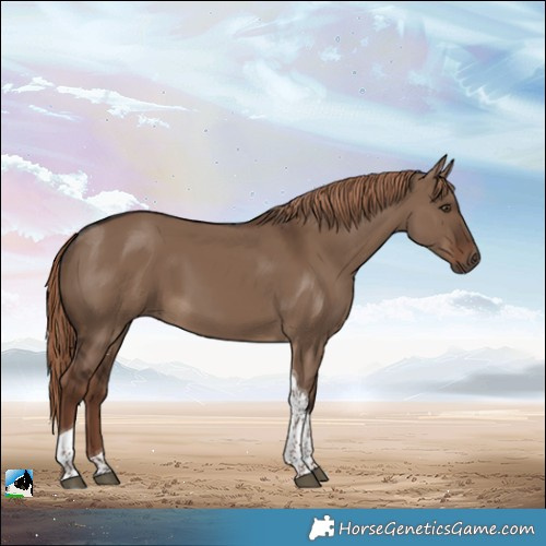 Horse Color:Liver Red Dun Tobiano 