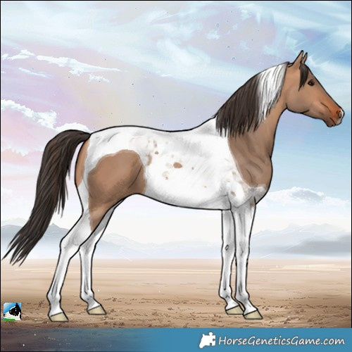 Horse Color:Bay Dun Tobiano 