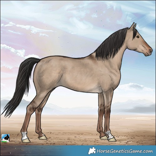 Horse Color:Liver Red Dun