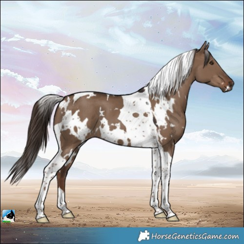 Horse Color:White Spotted Liver Red Dun Tobiano 