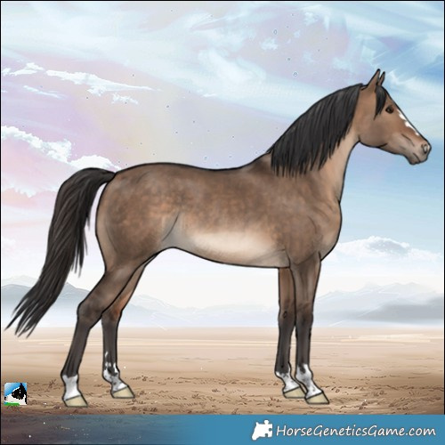Horse Color:Brown Dun Rabicano 