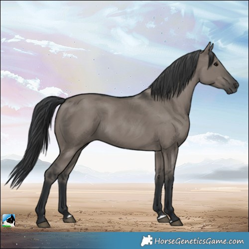 Horse Color:Grullo Rabicano 