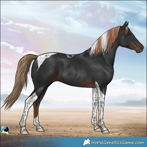 Horse Color:Liver Chestnut Tobiano 