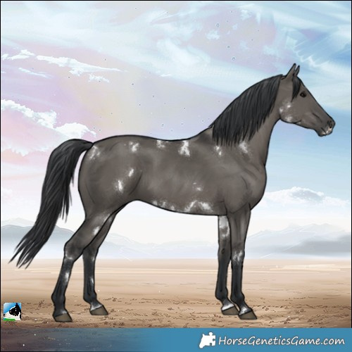 Horse Color:White Spotted Grullo Rabicano
