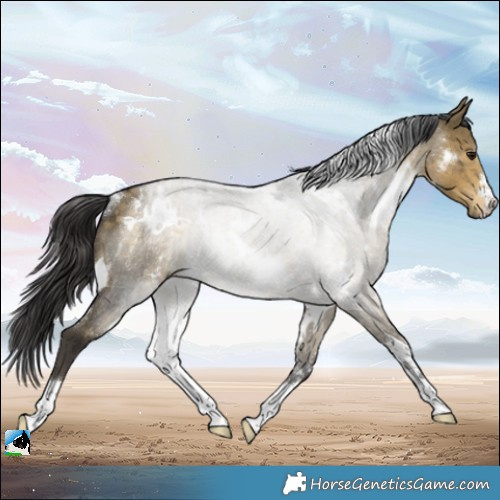 Horse Color:White Spotted Buckskin Dun Rabicano 