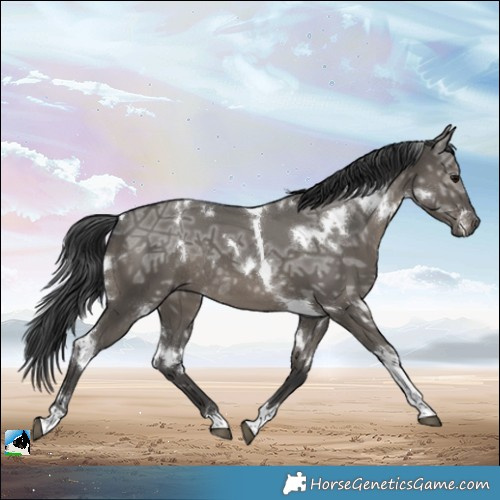 Horse Color:White Spotted Grullo Ice Tobiano Rabicano