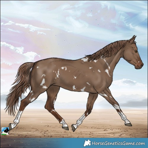 Horse Color:White Spotted Liver Red Dun Tobiano 