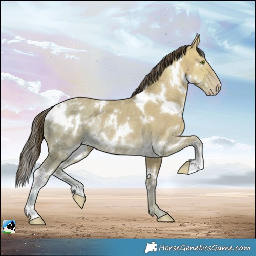 Horse Color:White Spotted Classic Cream Champagne Ice Dun Rabicano Brindle