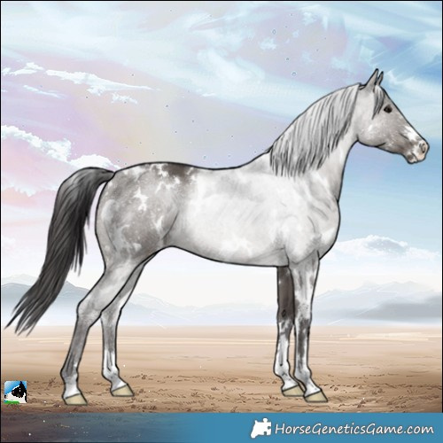 Horse Color:White Spotted Smoky Grullo