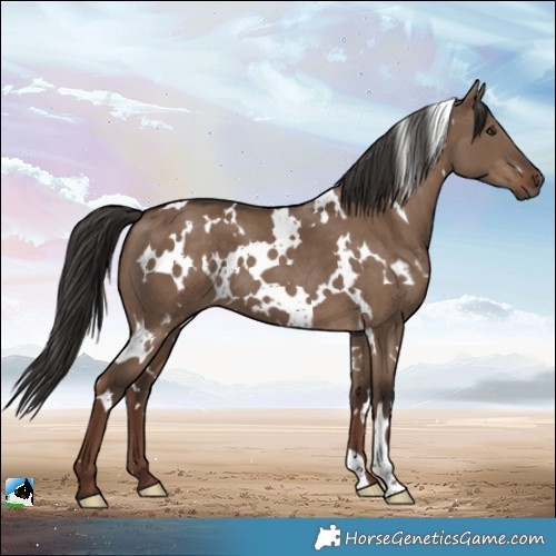 Horse Color:White Spotted Liver Red Dun 