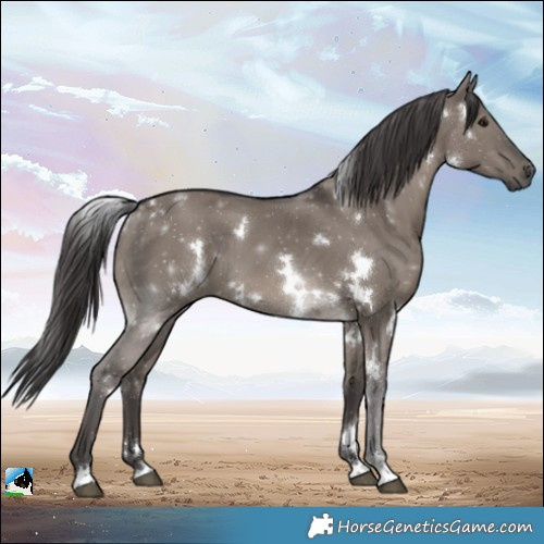 Horse Color:White Spotted Smoky Grullo 