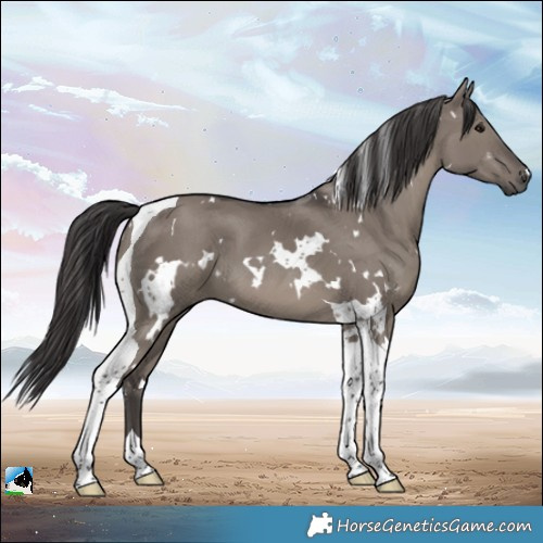 Horse Color:White Spotted Smoky Grullo Tobiano 