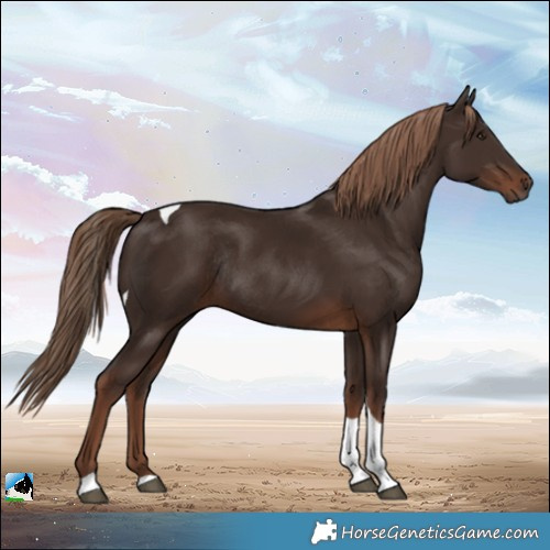 Horse Color:Liver Chestnut Tobiano Rabicano