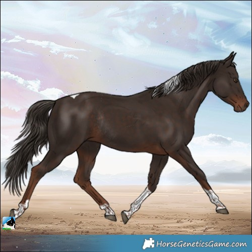 Horse Color:Liver Chestnut Tobiano Rabicano 