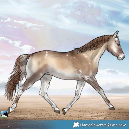 Horse Color:White Spotted Liver Red Dun Onyx Rabicano
