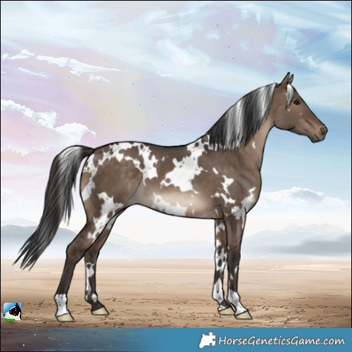 Horse Color:White Spotted Brown Dun 