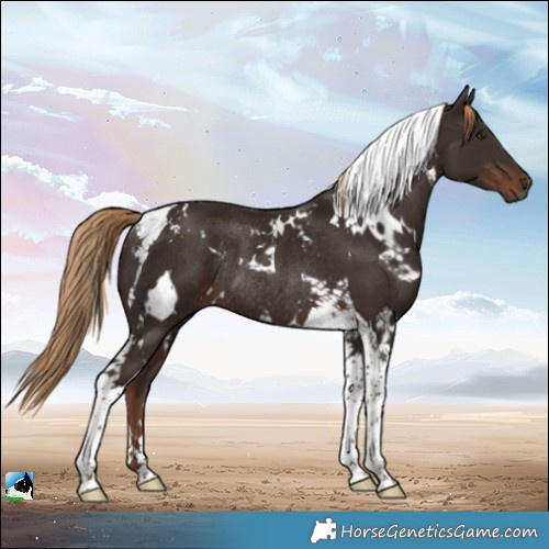 Horse Color:White Spotted Liver Chestnut Tobiano Rabicano 