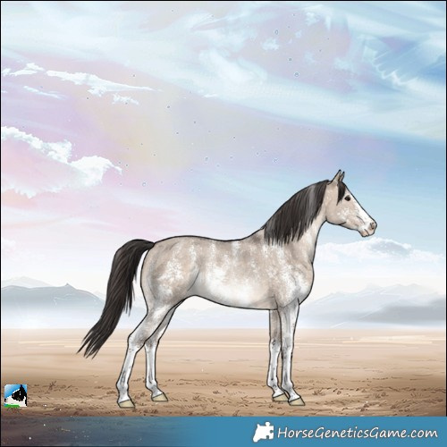 Horse Color:Brown Dun Sabino Rabicano 