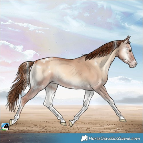 Horse Color:White Spotted Gold Champagne Onyx Sabino 