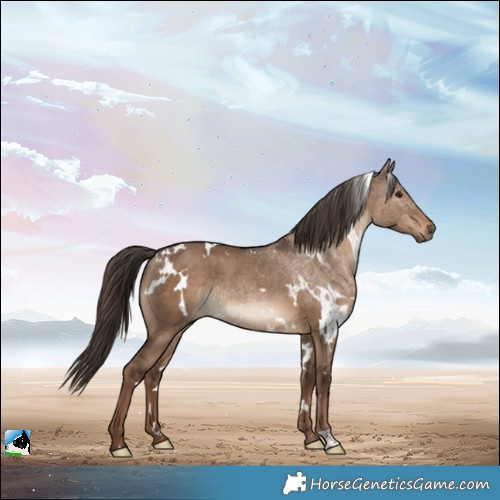Horse Color:White Spotted Liver Red Dun Rabicano 
