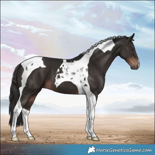 Horse Color:Liver Chestnut Tobiano 
