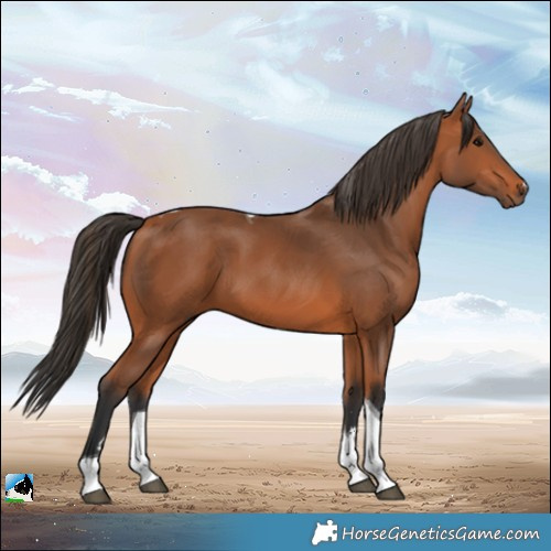 Horse Color:Bay Tobiano 