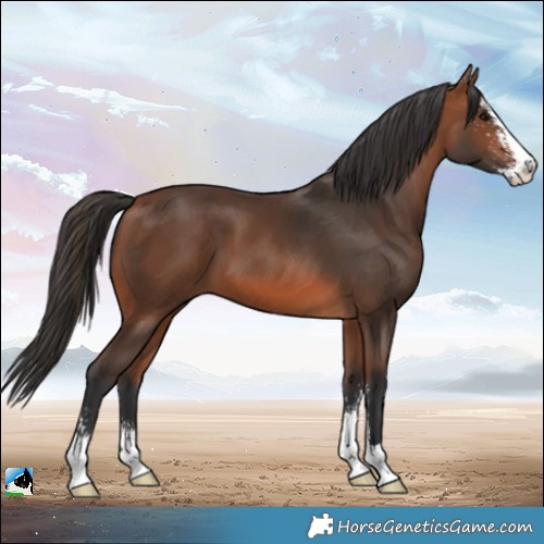 Horse Color:Bay Sabino