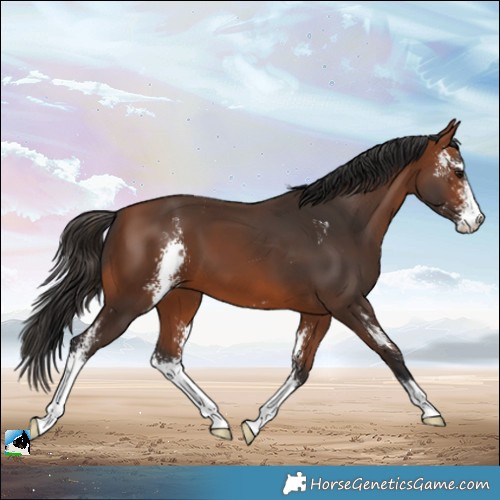 Horse Color:Bay Sabino