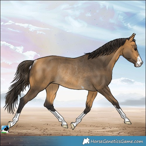 Horse Color:Buckskin Rabicano 