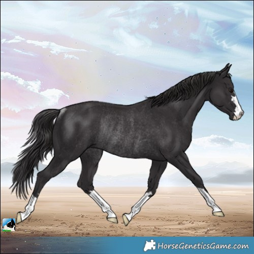Horse Color:Smoky Black Rabicano 