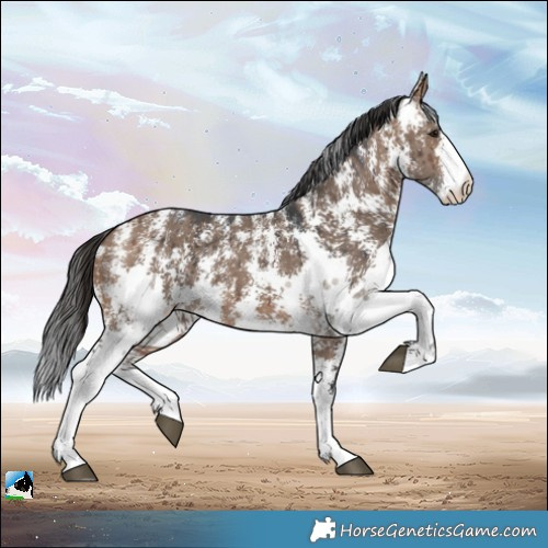 Horse Color:Brown Dun Sabino Rabicano Brindle 