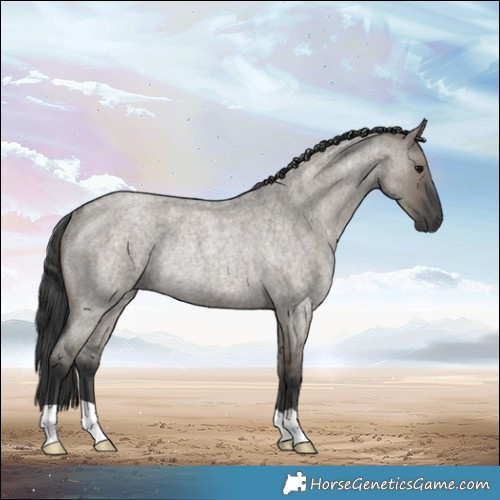 Horse Color:Grullo Roan Rabicano 