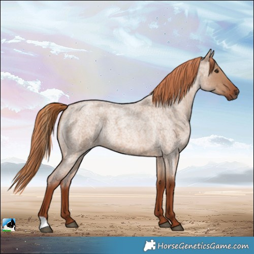 Horse Color:Red Dun Roan 