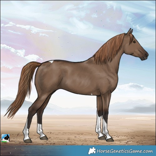 Horse Color:Liver Red Dun Tobiano