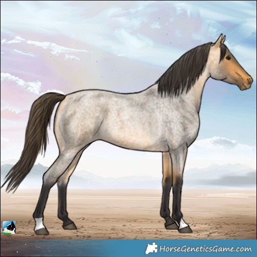 Horse Color:Buckskin Roan 