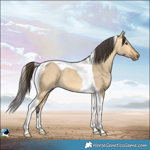 Horse Color:Buckskin Dun Tobiano 