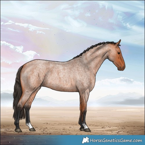 Horse Color:Bay Roan