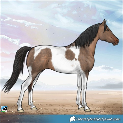Horse Color:Brown Dun Tobiano 